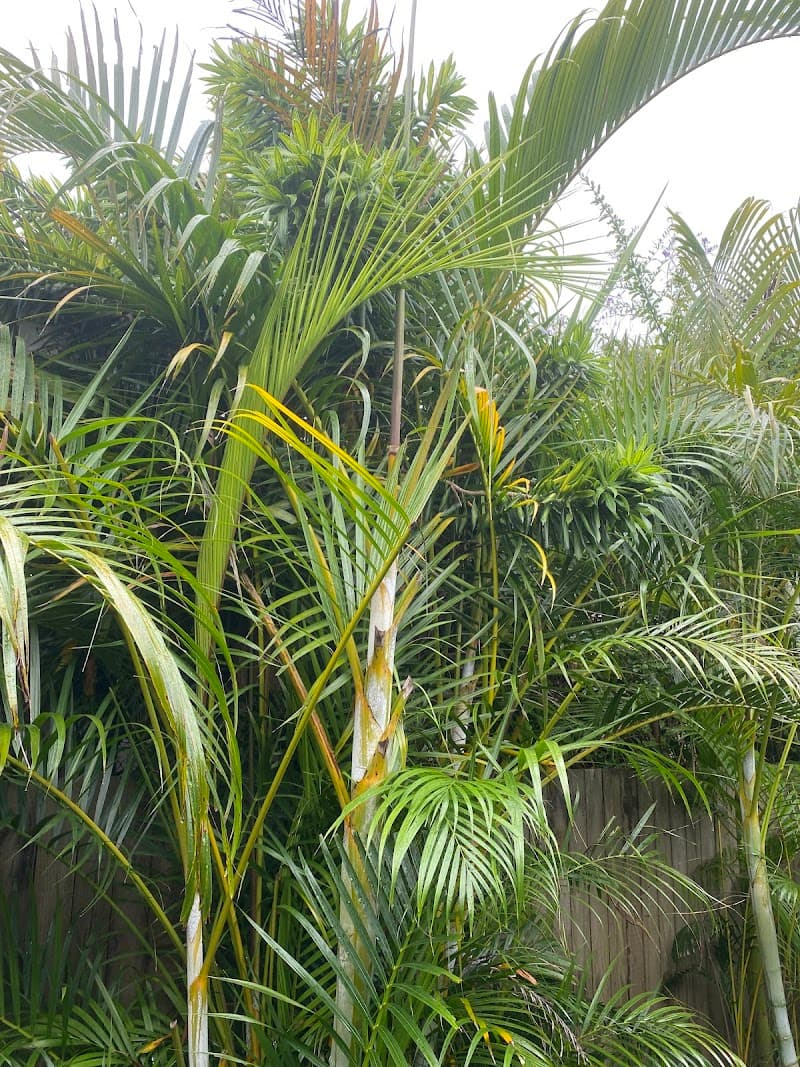 Redlands Tree Experts tree services work in Alexandra Hills