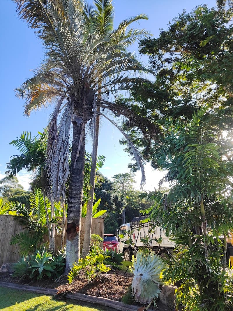 Redlands Tree Experts tree services work in Alexandra Hills