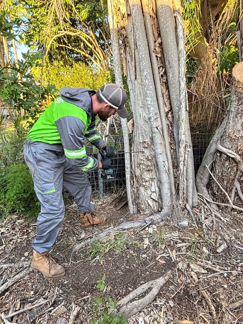 Reli-Ant Pest Management pest control work in Walkervale