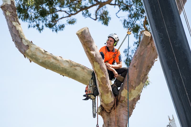 Rennie Bros Tree Services tree services work in Kirrawee