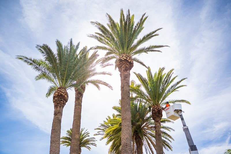 Rennie Bros Tree Services tree services work in Kirrawee