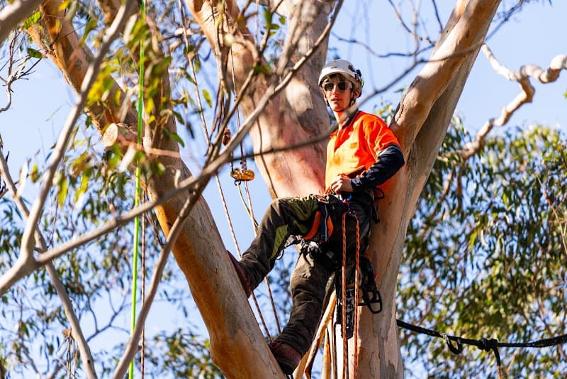 Rennie Bros Tree Services tree services work in Kirrawee