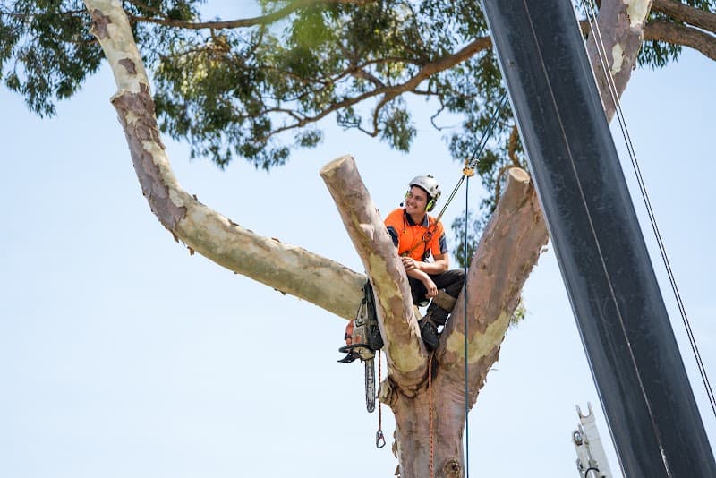 Rennie Bros Tree Services tree services work in Kirrawee