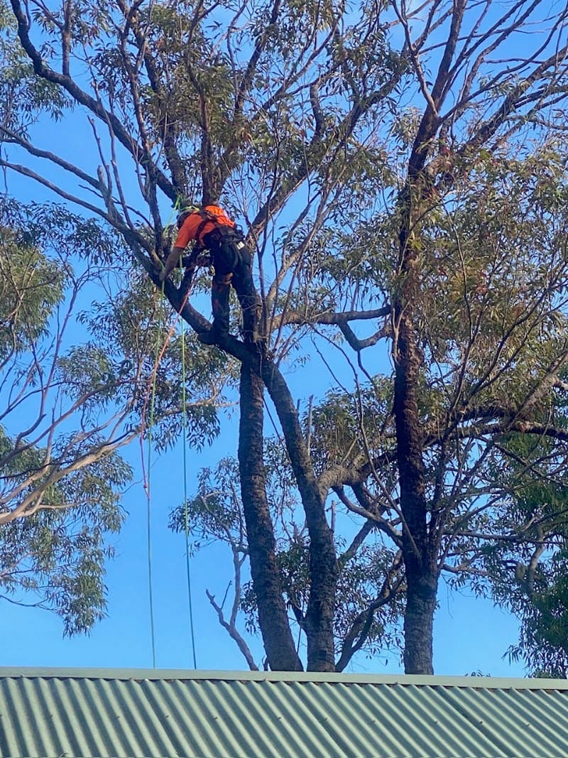 Rennie Bros Tree Services tree services work in Kirrawee