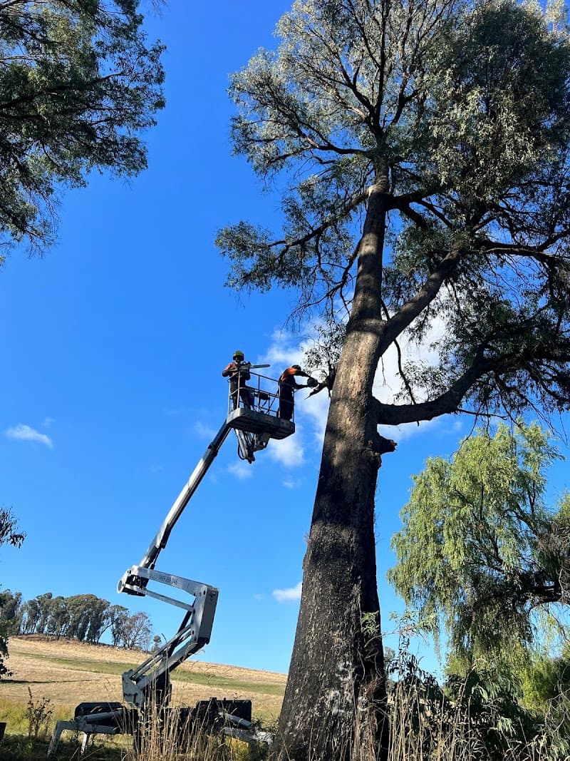 Riverina Tree Care tree services work in Wodonga