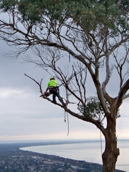 Rosebud Tree Service