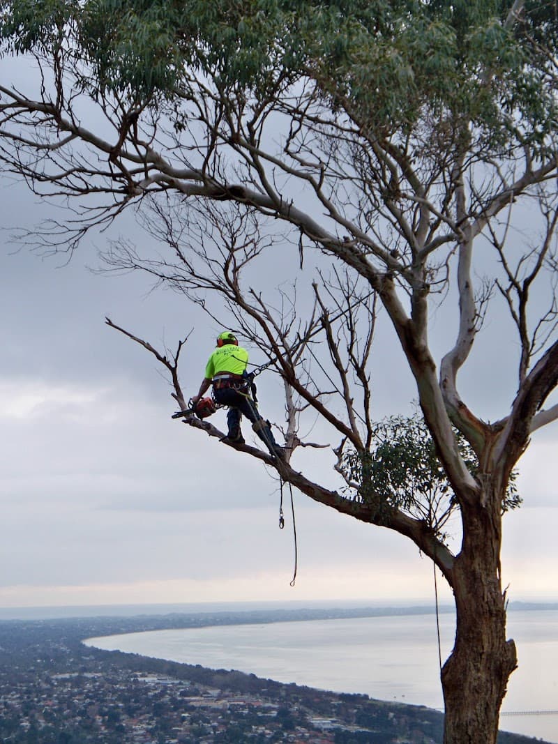 Rosebud Tree Service tree services work in Rosebud