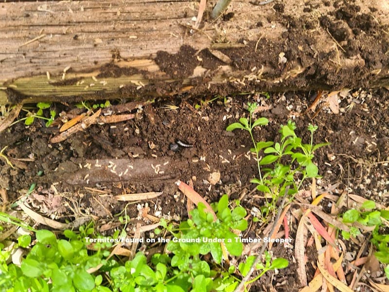 Russell's Pest Control pest control work in Broadview