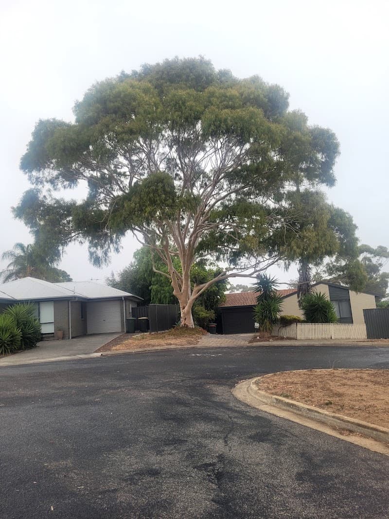 SA Tree Recyclers tree services work in Hackham
