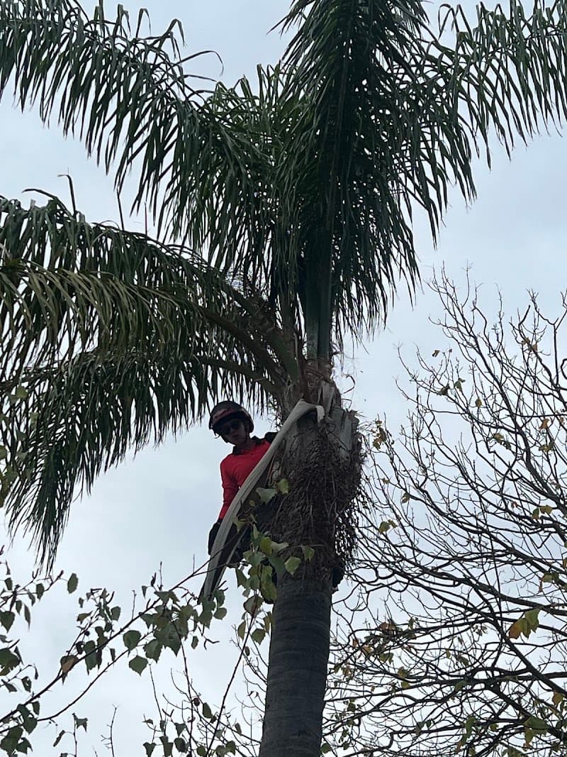 SA Tree Recyclers tree services work in Hackham