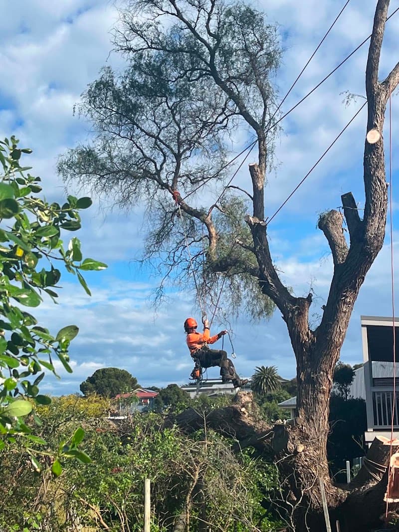 SA Tree Recyclers tree services work in Hackham