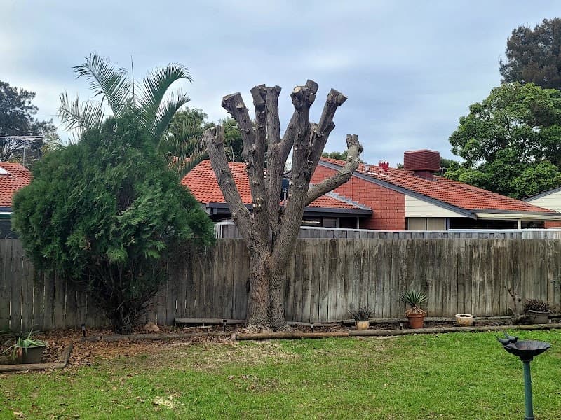 SA Tree Recyclers tree services work in Hackham
