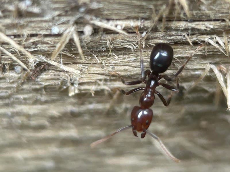 Safe Pest Control Sydney pest control work in Neutral Bay