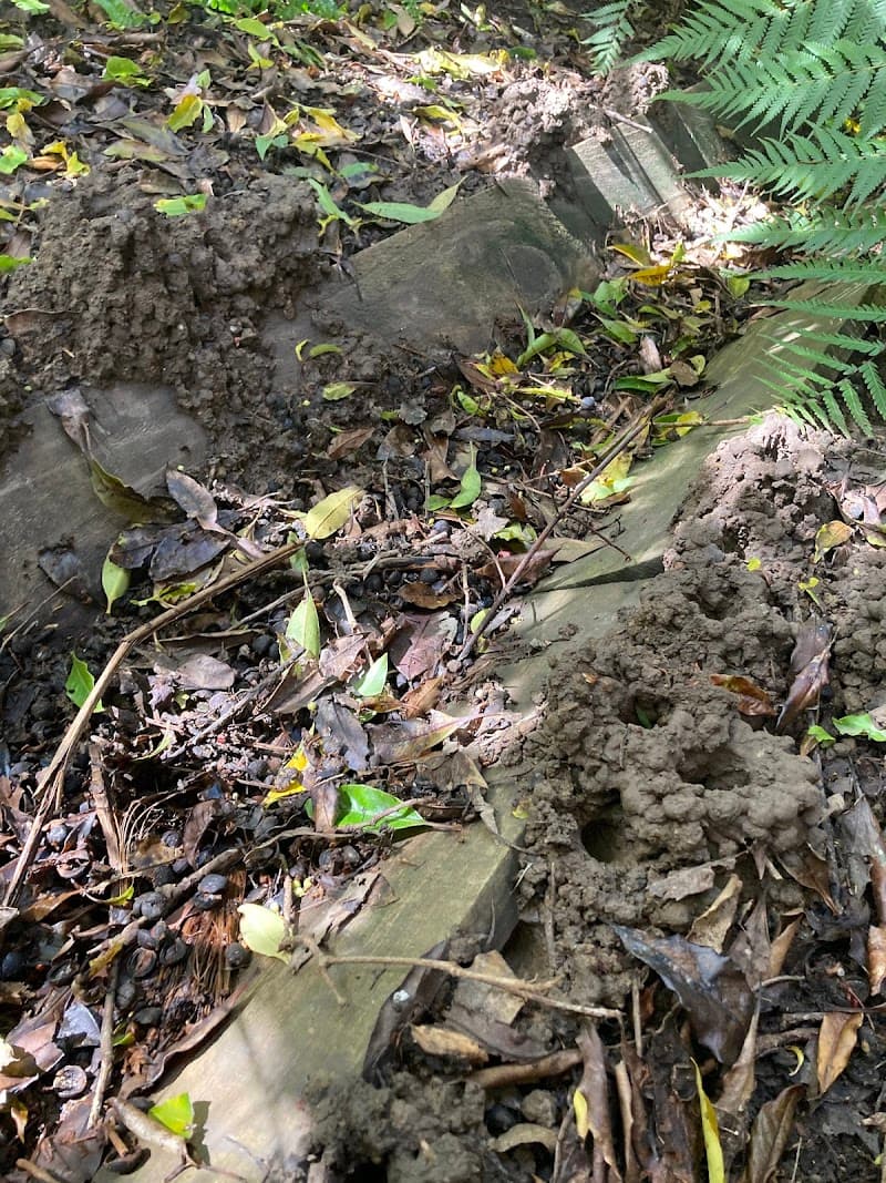 Safe Side Termite and Pest Control pest control work in Somerville
