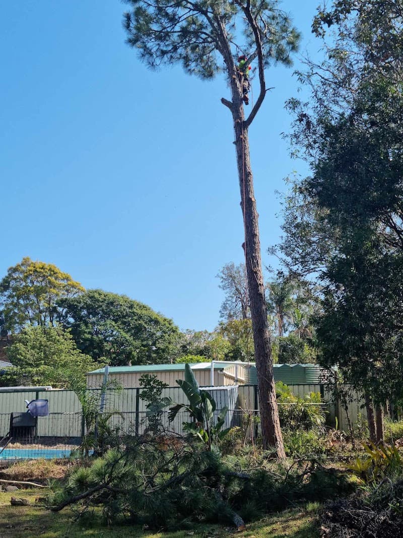 Safeway Tree Service tree services work in Shailer Park