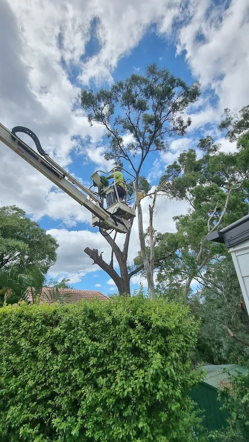 Safeway Tree Service tree services work in Shailer Park