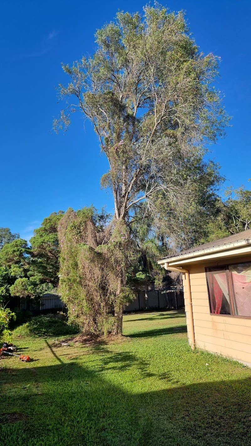 Safeway Tree Service tree services work in Shailer Park