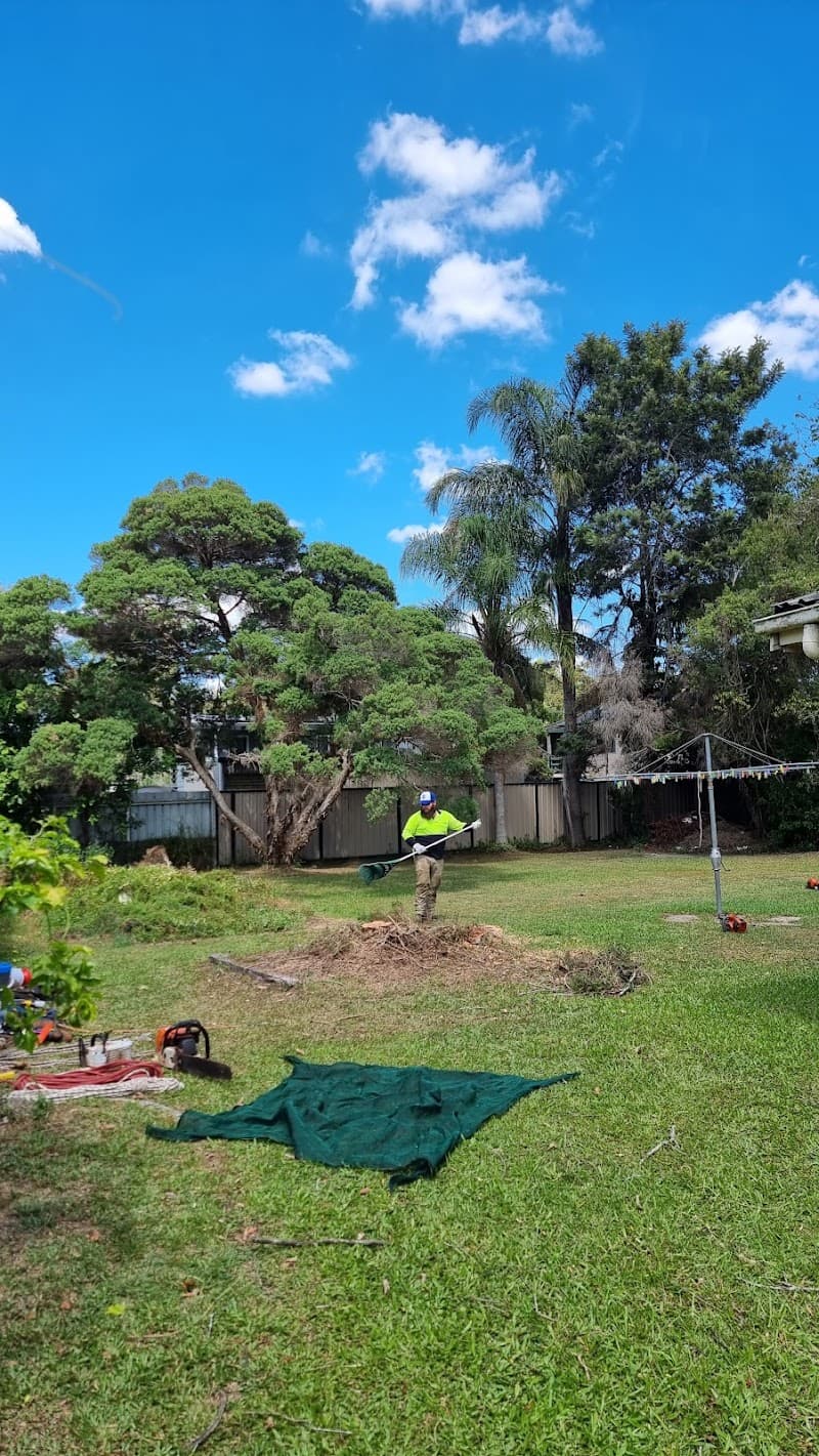 Safeway Tree Service tree services work in Shailer Park