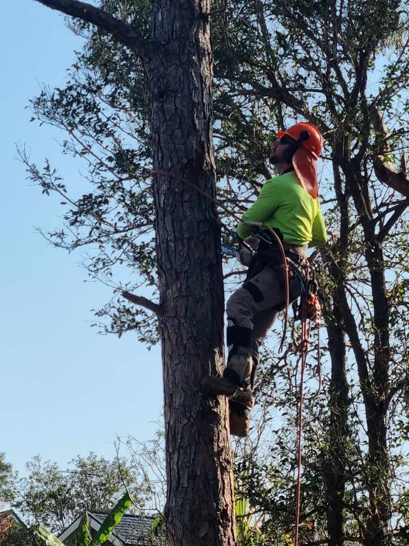Safeway Tree Service tree services work in Shailer Park