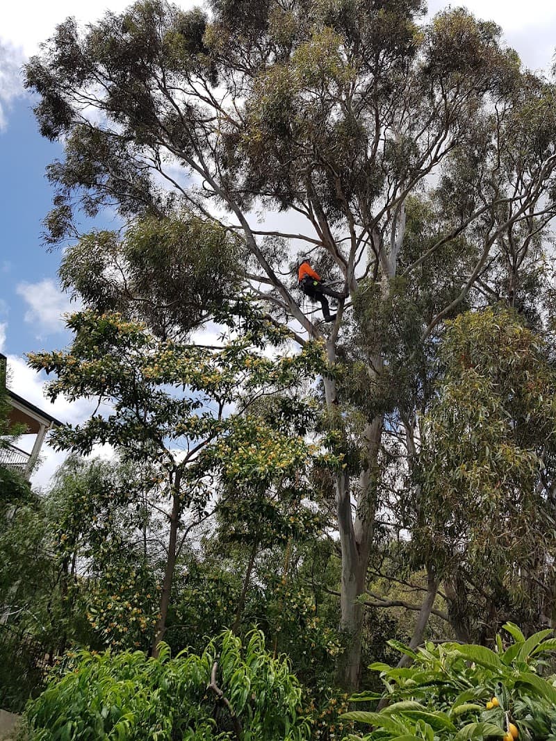 Saladin Tree Solutions tree services work in Prospect