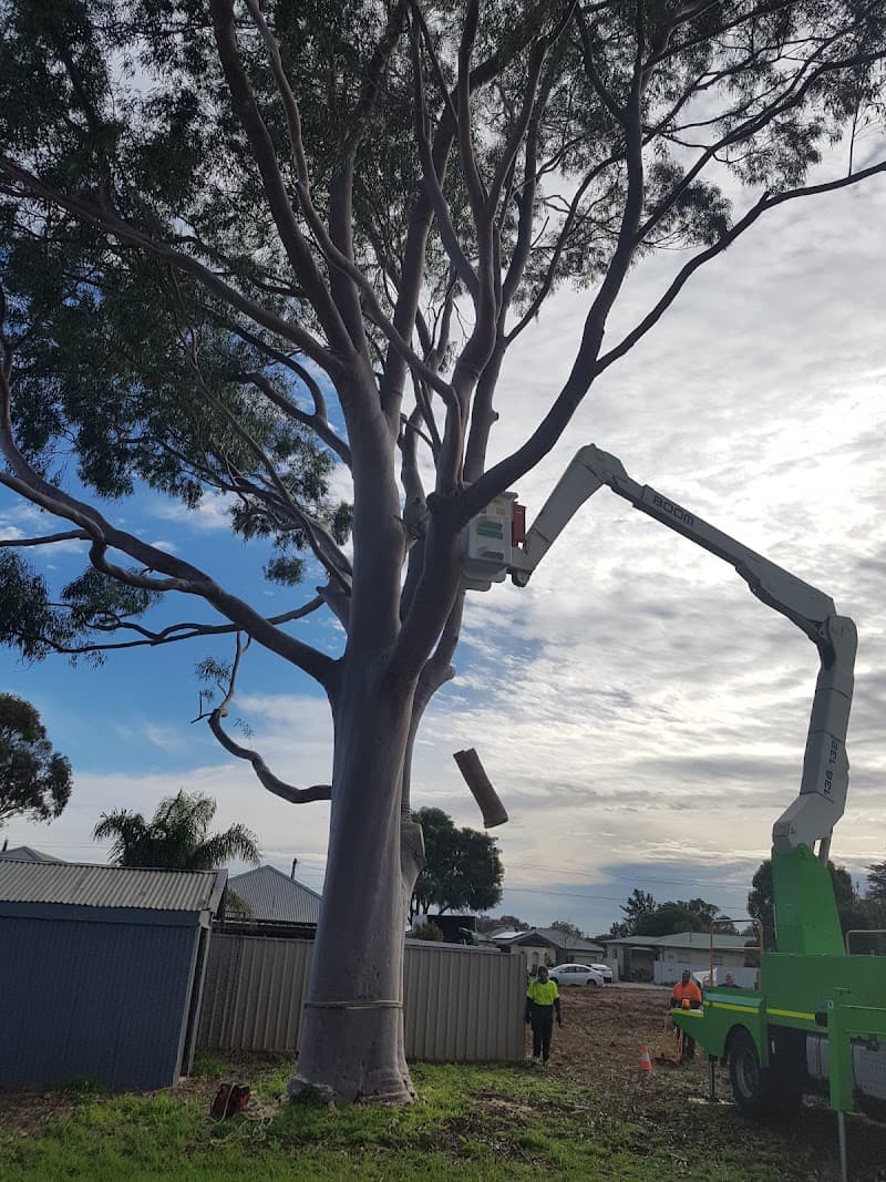 Saladin Tree Solutions tree services work in Prospect