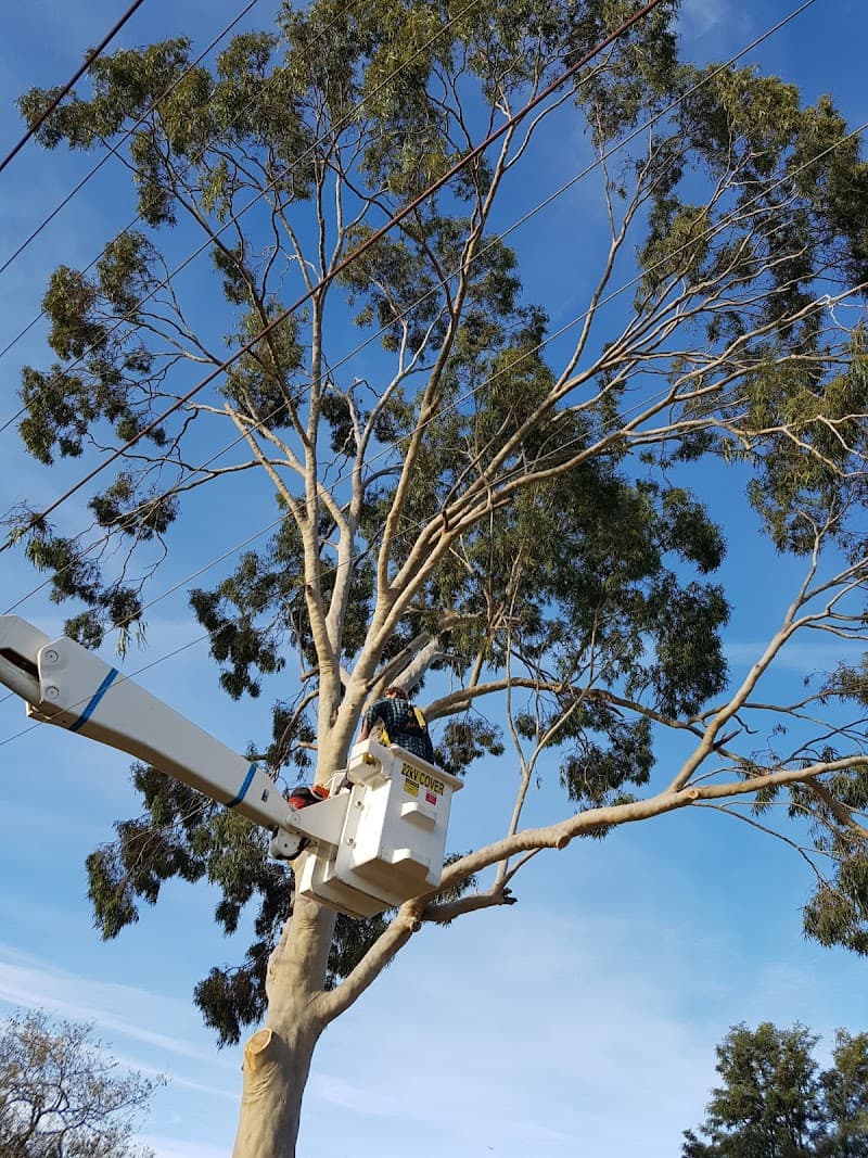 Saladin Tree Solutions tree services work in Prospect