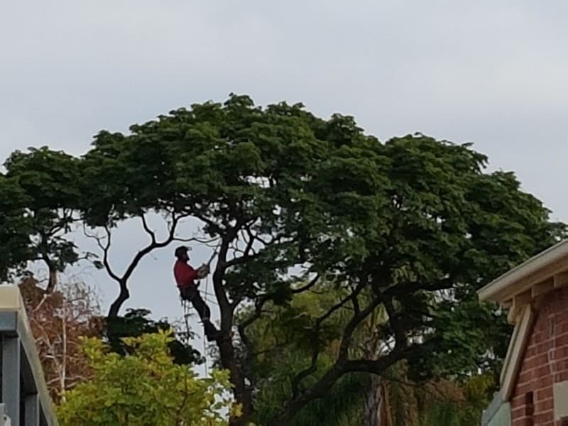 Saladin Tree Solutions tree services work in Prospect