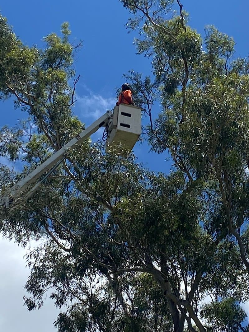 Sam The Tree Man tree services work in Sheldon