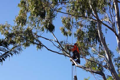 Sam The Tree Man tree services work in Sheldon