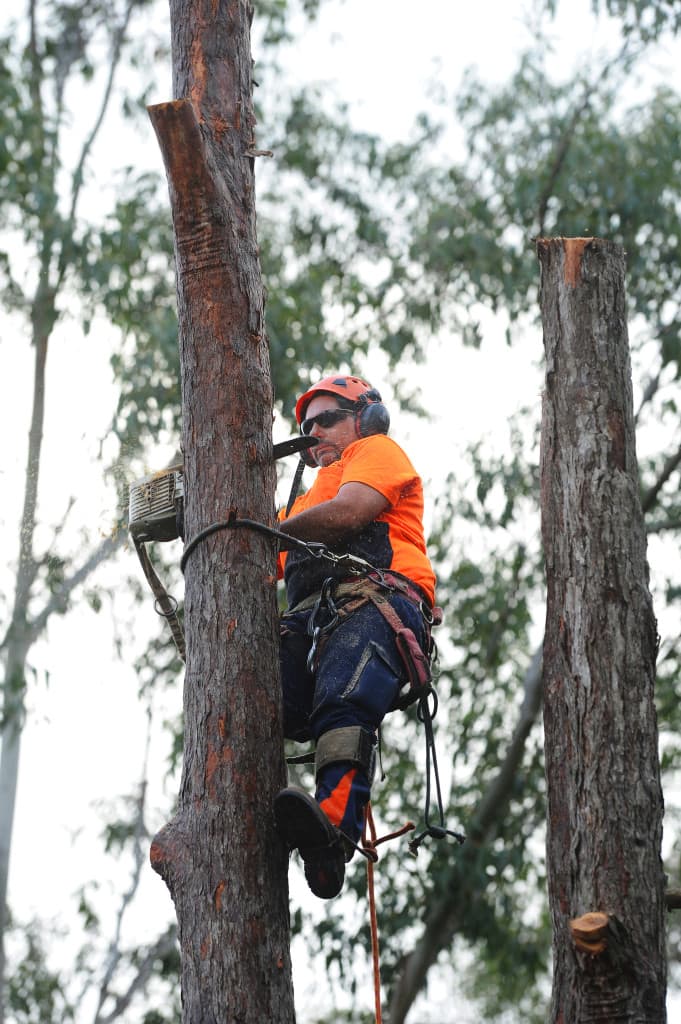Sam The Tree Man tree services work in Sheldon