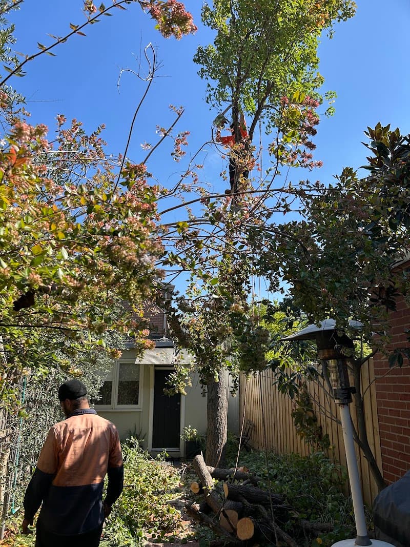 Same Day Tree Works tree services work in Hawthorn