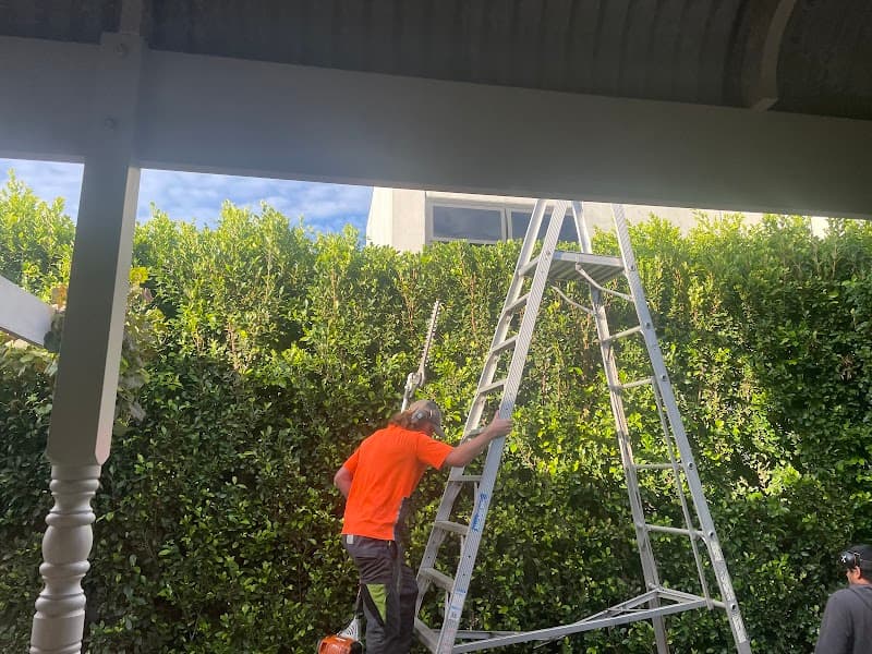 Same Day Tree Works tree services work in Hawthorn