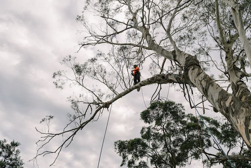 S&B Tree Services Northern Beaches tree services work in Brookvale