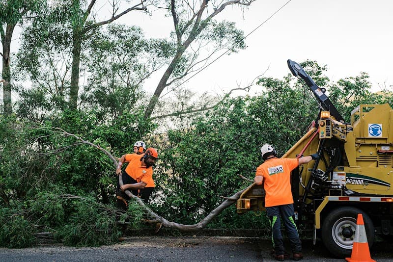 S&B Tree Services Northern Beaches tree services work in Brookvale