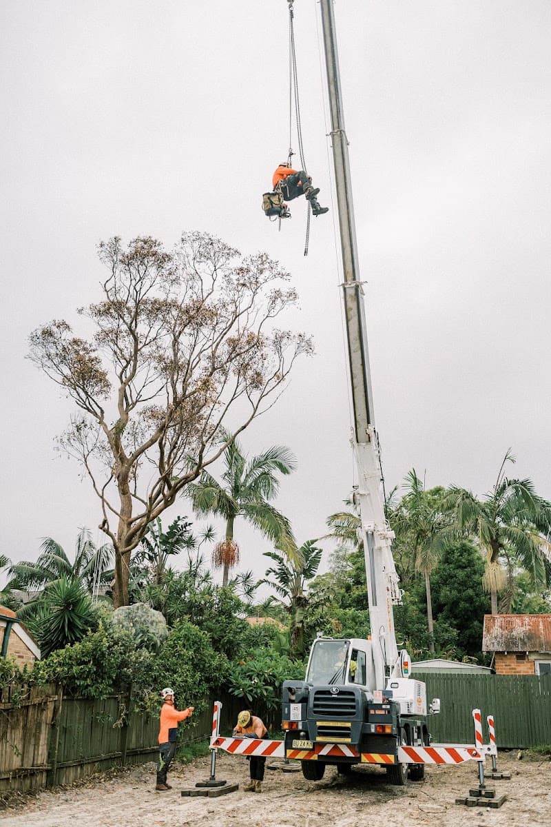 S&B Tree Services Northern Beaches tree services work in Brookvale
