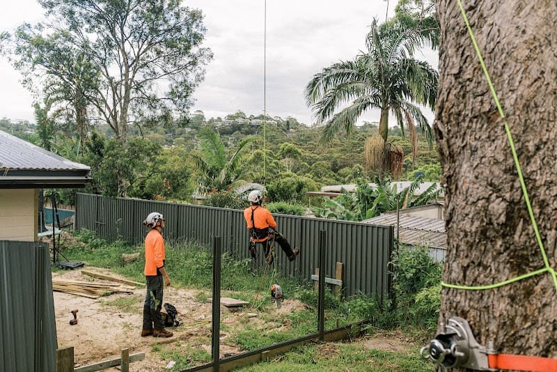 S&B Tree Services Northern Beaches tree services work in Brookvale