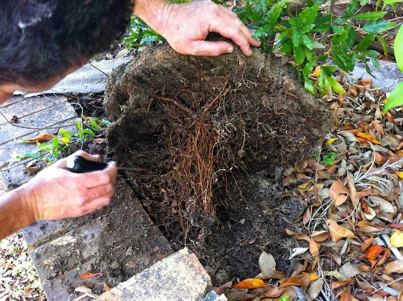 Savige Pest Control pest control work in Ipswich