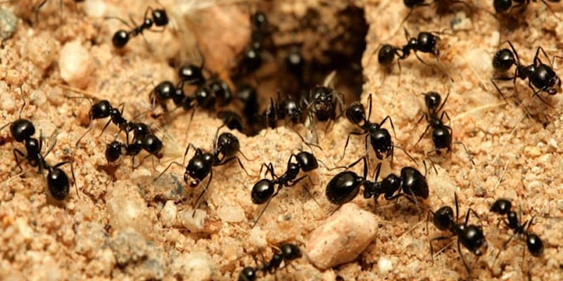 Scientific Pest Management pest control work in Buderim
