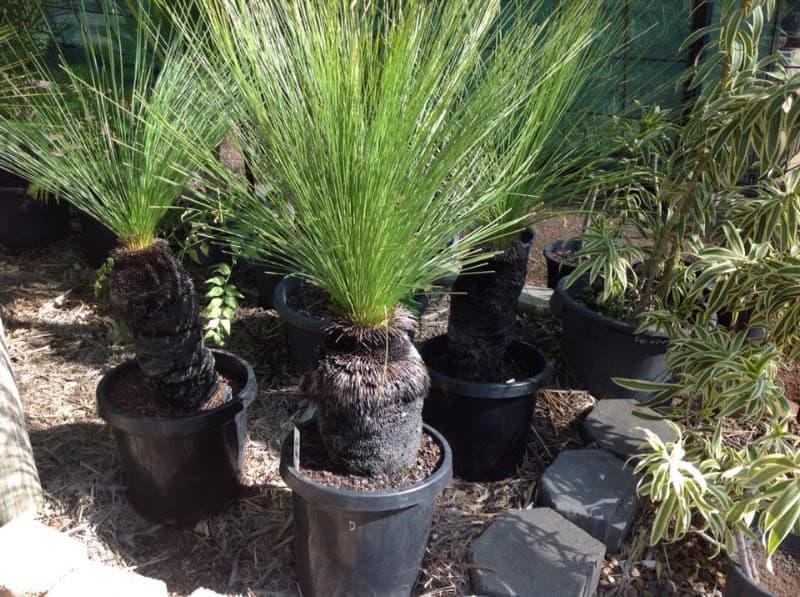 Scott Kennedy's Landscape & Garden Supplies gardening work in Shaw