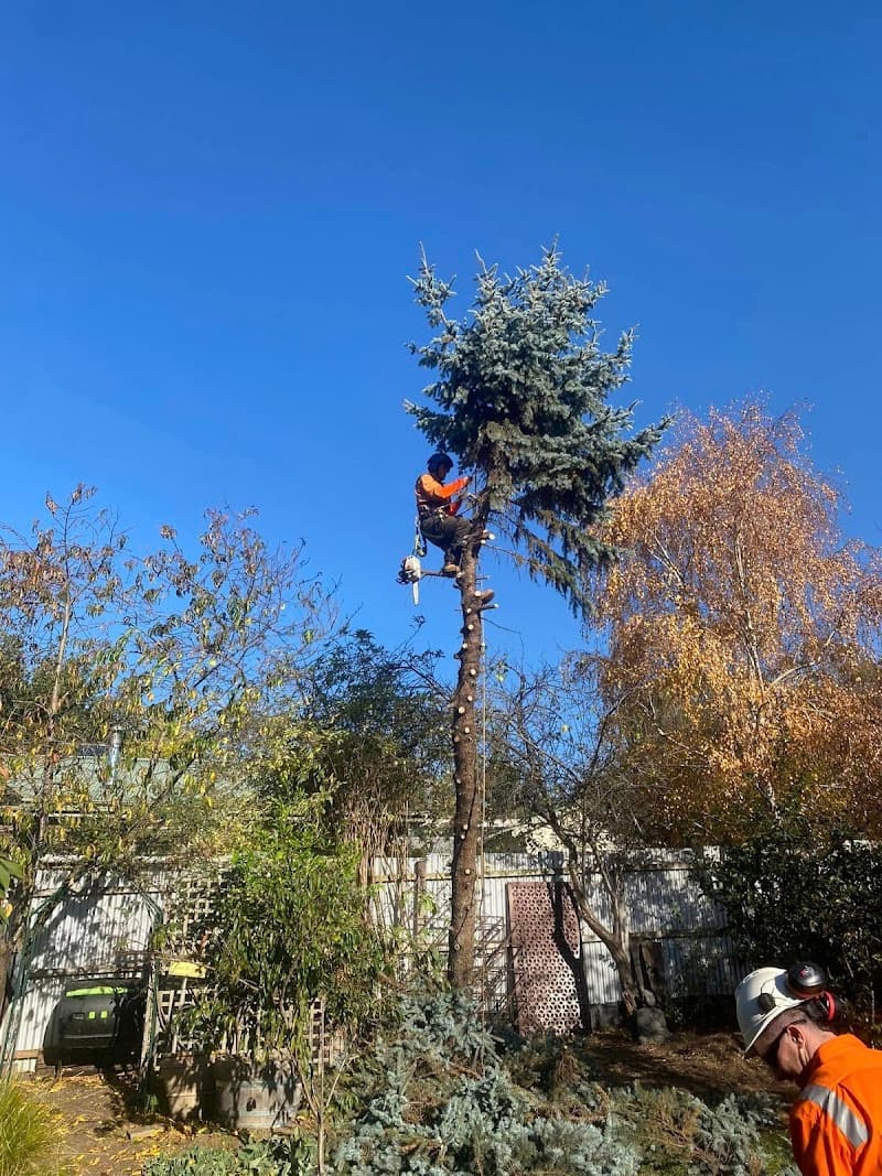 Select Trees tree services work in Wendouree