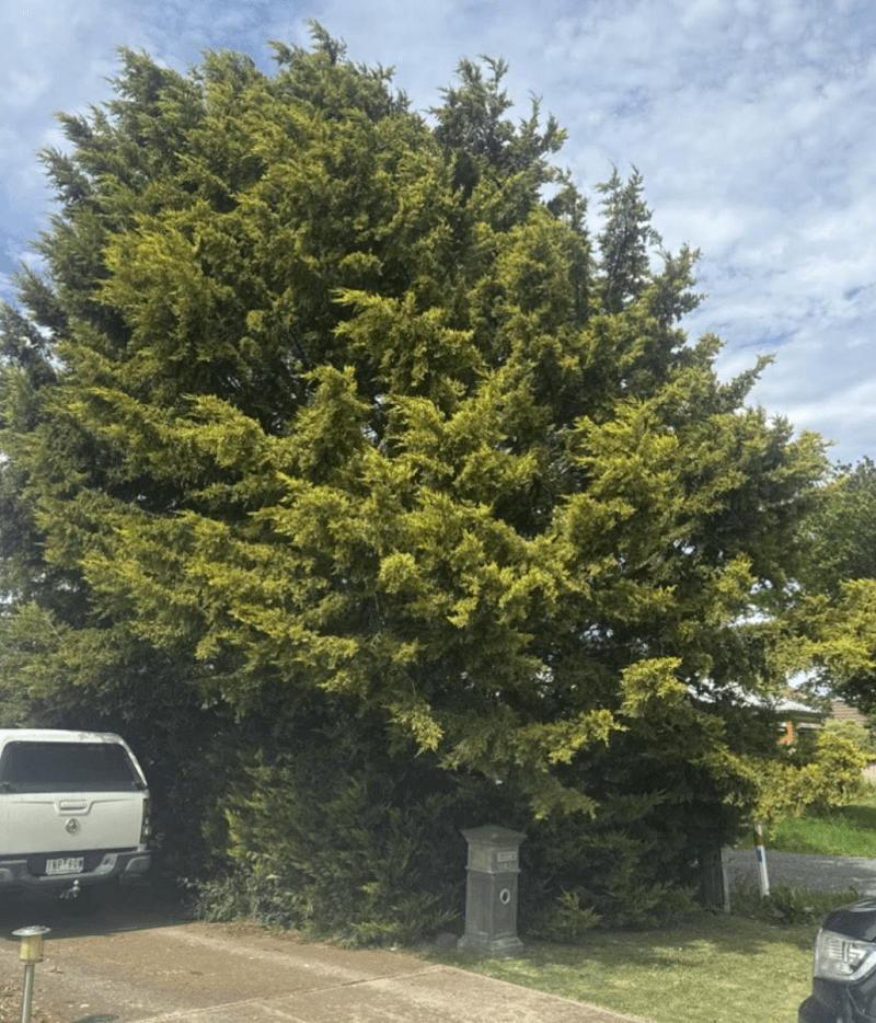 Select Trees tree services work in Wendouree