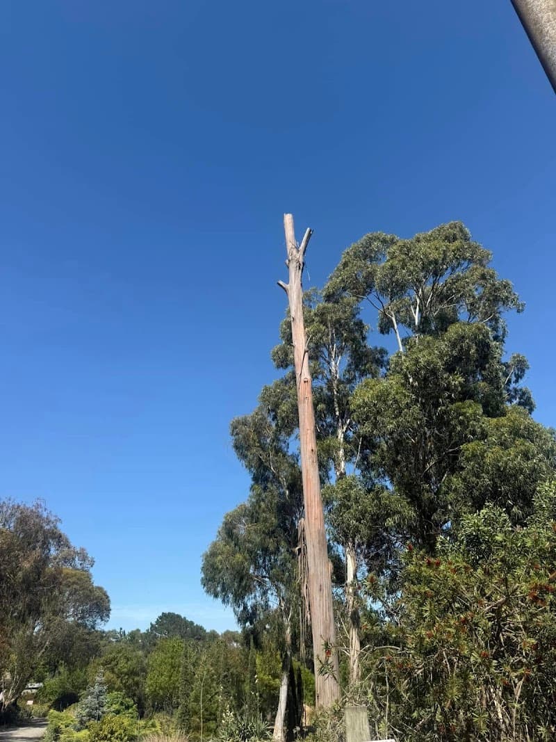Select Trees tree services work in Wendouree