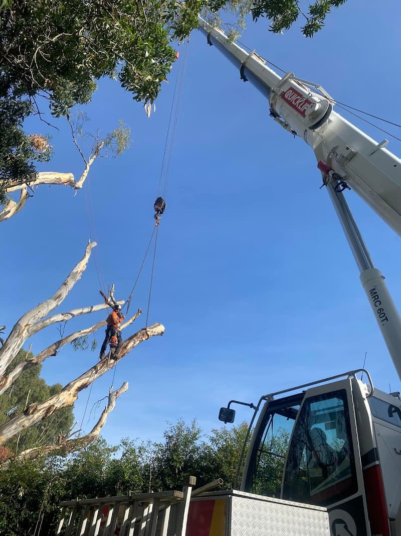 Select Trees tree services work in Wendouree