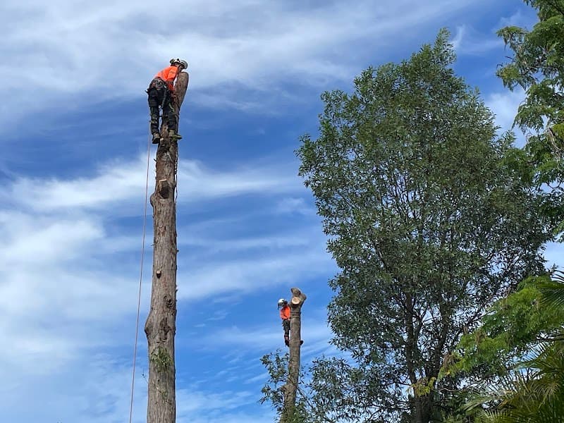 Shane's Trees tree services work in Kirrawee