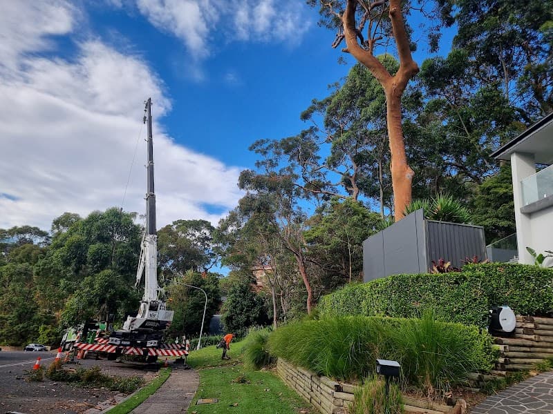Shane's Trees tree services work in Kirrawee