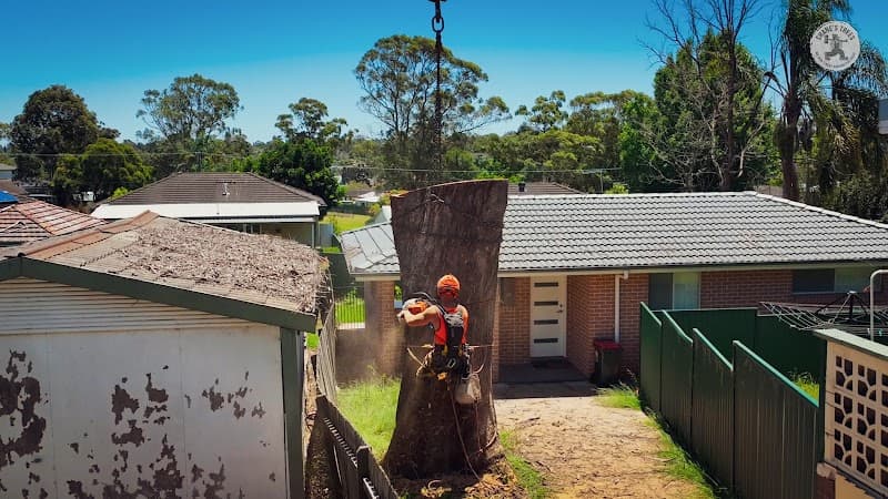 Shane's Trees tree services work in Kirrawee