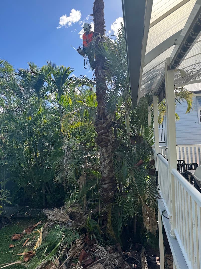 Shane's Trees tree services work in Kirrawee