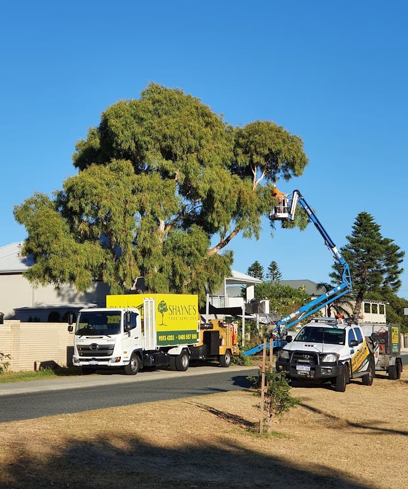 Shayne's Tree Services tree services work in Port Kennedy