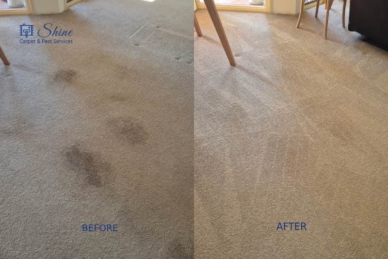 Shine Carpet Cleaning & Pest Services- Brisbane carpet cleaning work in Boondall