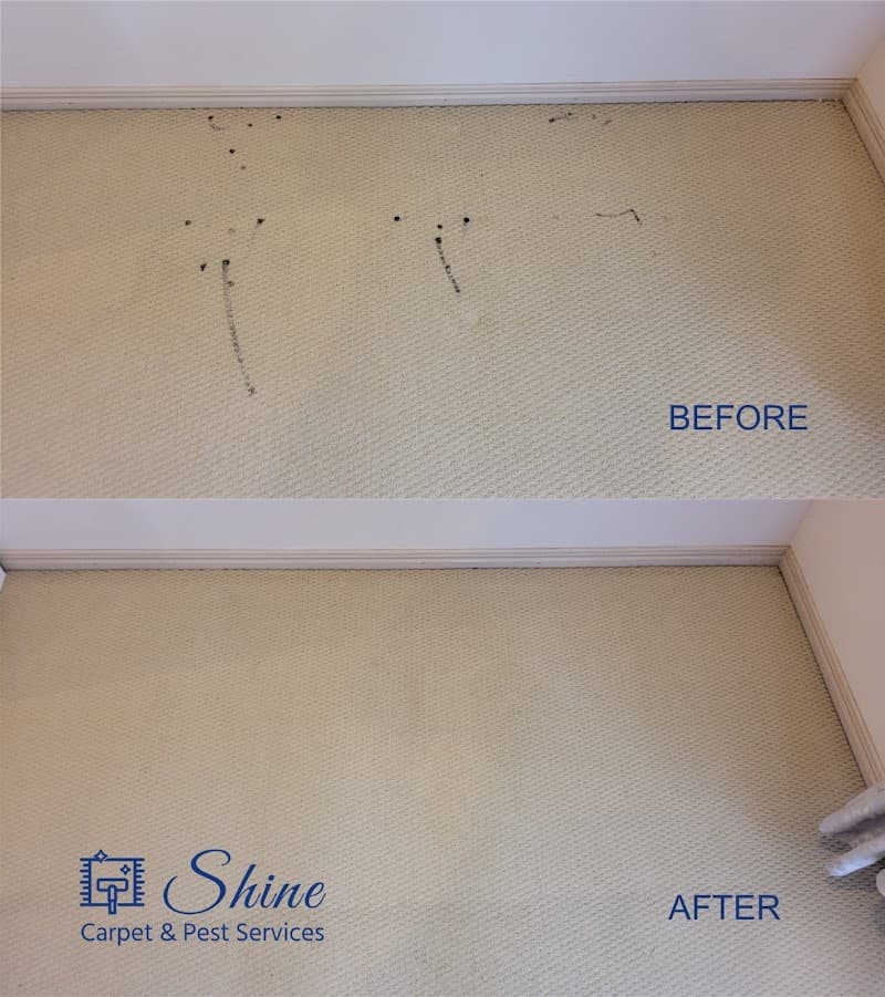 Shine Carpet Cleaning & Pest Services- Sunshine Coast carpet cleaning work in Buderim